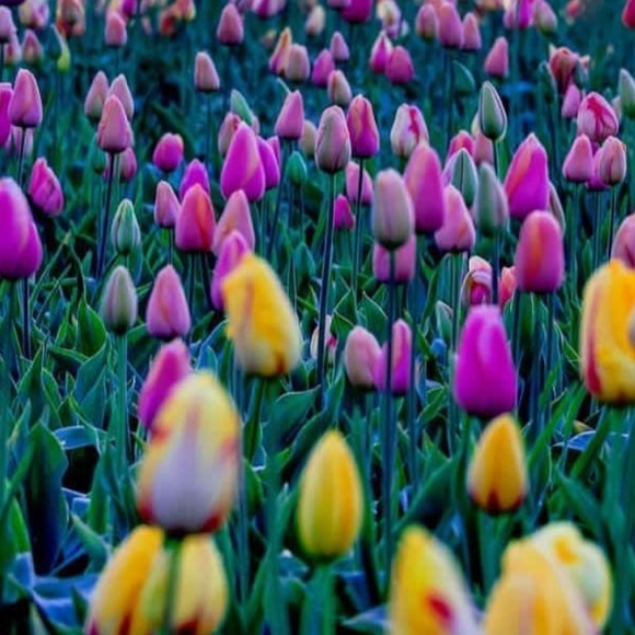 Meet your Posher, Dana - Picture 1 of 1